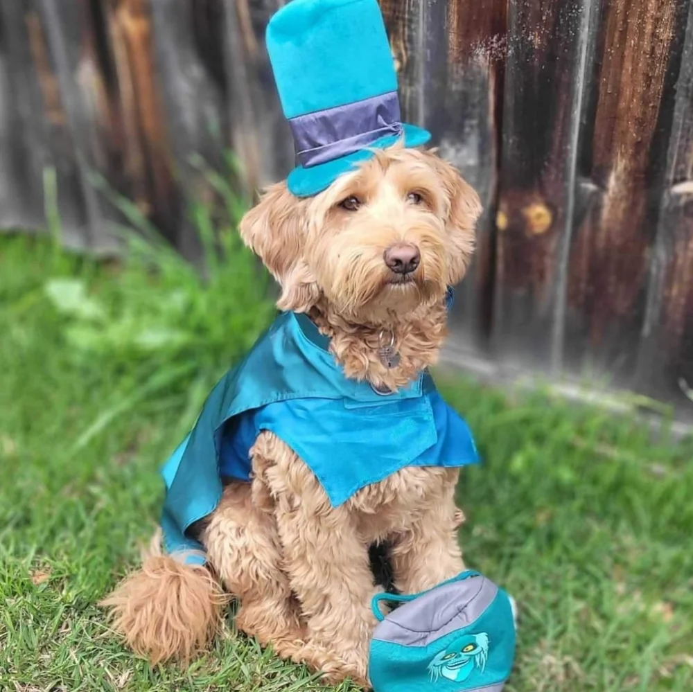 Disney Tails HAUNTED MANSION Dog Costume Jacket Toy Set Iridescent Whimsigoth